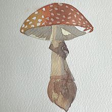 Mushroom . Projekt z dziedziny Trad, c, jna ilustracja, Ilustracja naturalist, czna i Malowanie akwarelą użytkownika Joha Pereyra - 15.11.2025