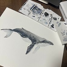 Ballena Jorobada . Projekt z dziedziny Ilustracja naturalist, czna,  Malarstwo, Malowanie akwarelą i  Sztuki piękne użytkownika Joha Pereyra - 15.11.2025