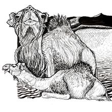 Dromadaires à l'encre. Drawing, Ink Illustration, Naturalistic Illustration, and Sketching project by p_m_guinchard - 11.15.2025