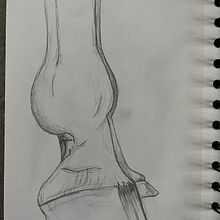 Diferentes partes de animales . Un proyecto de Dibujo y Dibujo a lápiz de Anna Isabel molina - 01.12.2025