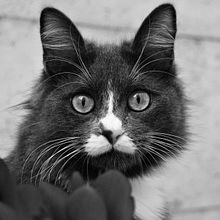 Fotografia a gat. Fotografia projeto de Claudia Soriano - 07.12.2025