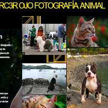 Evolución y organización de un portafolio creativo. Un proyecto de Fotografía, Marketing Digital y Comunicación de Tulia Colombia Torres Hurtado - 13.12.2025