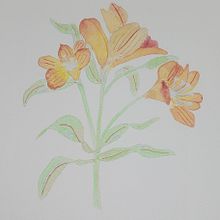 Acuarela botánica: Astromelias. Een project van  Beeldende kunst,  Tekening, Traditionele illustratie,  Botanische illustratie, Schilderij y Aquarelschilderen van Viviana Rojas Moreno - 20.12.2025
