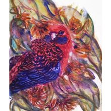Crimson Rosella Dreaming  . % Helen Duley tarafından hazırlanan Çizim, Geleneksel illüstras, on, Sulubo, Ve a Resim projesi - 01.03.2026