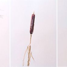 Plants by the river. Desenho, Ilustração naturalista, Esboçado, e Desenho a lápis projeto de helen_ilus - 03.01.2026