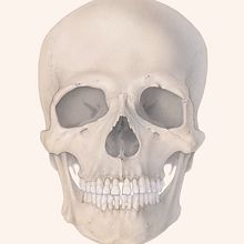 Human Skull - Final Project "Intro to Anatomy Drawing with Graphite Pencil". Un projet de Illustration traditionnelle, Dessin, Dessin au cra, on, Esquisse , Illustration naturaliste , et Dessin réaliste de Ella Nitters - 04.01.2026