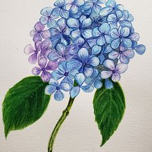 Hortencias com hachuras. Een project van  Botanische illustratie,  Beeldende kunst, Schilderij y Aquarelschilderen van Vera Elenita Medeiros - 08.01.2026