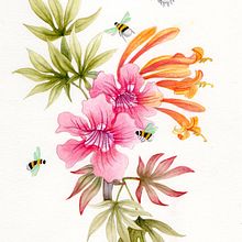 Hojas de acer y flores de bignonia. Un projet de Aquarelle, Illustration botanique, Dessin aux cra , et ons de couleur de Blanca Herrera - 16.01.2026