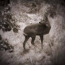 Miradas de fauna y flora. Un progetto di Fotografia, Fotografia digitale, Fotografia artistica e Composizione fotografica di djimcot - 23.01.2026