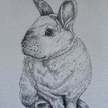 Lila con grafito  . Ilustrație tradițională, Desen în creion, Desen & Ilustrație naturalistă de silvia_aat - 01.29.2026