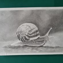 Little snail . % Saskia Lensink tarafından hazırlanan Çizim, Geleneksel illüstras, on, Doğalcı İllüstras, on, Ve Kalem Çizimi projesi - 01.31.2026