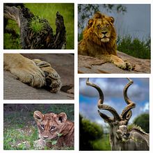 A memory to Kruger Park. Un projet de Photographie pour Instagram, Photographie smartphone , et Photographie extérieure de Orpa Wessels - 31.01.2026
