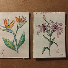 Estrelícia e Lírio . Arte plastice, Desen, Ilustrație tradițională, Pictura, Pictură în acuarelă & Ilustrație botanică de Patrick Schneider - 02.06.2026