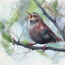 Jenny Wren . Watercolor Painting, Artistic Drawing, and Painting project by Sarah Stokes - 02.19.2026
