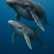 Whalesy. Naturalistic Illustration, Painting, Watercolor Painting, and Fine Arts project by glokim85 - 03.09.2026