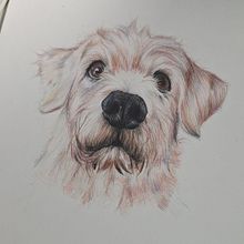 cachorro. Traditional illustration, and Naturalistic Illustration project by Maria Júlia Damiani - 03.15.2026