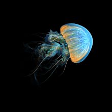 Animación con Tagtool de medusa. . % Elena Itahi tarafından hazırlanan 2D Animas, on, Animas, onlu İllüstras, on, Animas, Ve on projesi - 04.07.2026