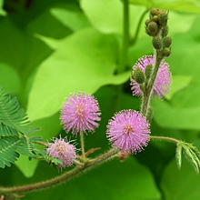 Lumimosa . % Mariana Robayo tarafından hazırlanan Endüstri, Ve el tasarım projesi - 04.08.2026