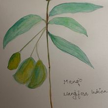Watercolor Mango. Fine Arts, Drawing, Traditional illustration, Painting, Watercolor Painting, and Botanical Illustration project by Sucheta Biswas - 04.09.2026