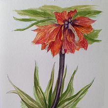 fritillaria. Un proyecto de Ilustración tradicional, Bellas Artes, Pintura, Dibujo, Pintura a la acuarela e Ilustración botánica de Rodica Ichim - 12.04.2026