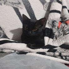 Historia de Robin y su pelota . Scriere creativă, Creativitate, Scrierea ficțiunii, Narrativ, Scriere nonficțională, Stor, telling și Scriere de Milagros Micaela Gomez - 05.21.2026