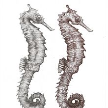 Pen and Ink. Drawing, Realistic Drawing, Traditional illustration, and Naturalistic Illustration project by vjohnston - 05.31.2026