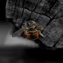 Bee . Fotografi, Dan Fotografi Pascaproduksi proyek oleh carlosvega_electri - 06.02.2026