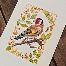 Carduelis Carduelis . Ilustrație tradițională, Pictura, Pictură în acuarelă, Ilustrație botanică, Ilustrație naturalistă și Pictură decorativă de Jose Cordero Piñero - 06.15.2026