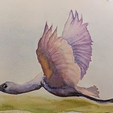 Spatule rosée . Ilustrație tradițională, Pictură în acuarelă & Ilustrație naturalistă de Johanne Kirouac - 08.09.2026
