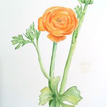 Usé la flor diseccionada para el proyecto final! . % Claudia Sanhueza Córdova tarafından hazırlanan Geleneksel illüstrasyon, Güzel sanatlar, Tablo, Çizim, Suluboya Resim, Ve Botanik İllüstrasyon projesi - 08.10.2026