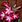 lori_rasberry