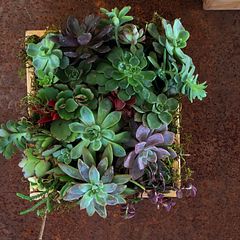 Mi Proyecto del curso: Diseño y creación de composiciones botánicas