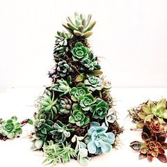 Arbol de Navidad lleno de suculentas!
