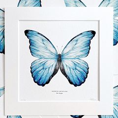 Animal Illustrations