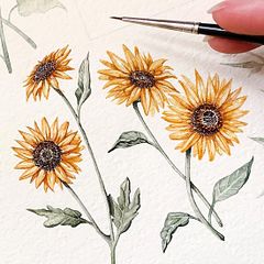 Botanical Illustrations