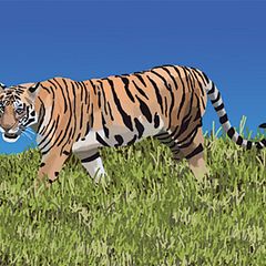 Tiger Illustration