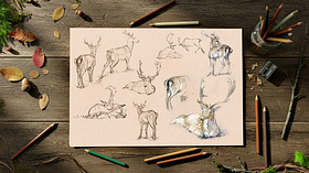 Animal Drawing for Beginners: Create Lively and Accurate Animal Drawings. Illustration course by Tim Pond