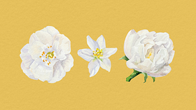 Specjalizacja w technikach ilustracyjnych botanicznych i naturalistycznych. Kurs z kategorii Ilustracja użytkownika Domestika