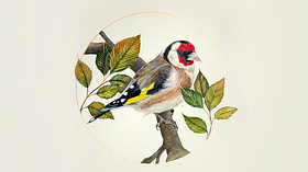 Begeleide cursus: aquarelschilderen met metaalaccenten en details. Een cursus van Illustratie van Lisi