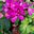 malev_gd