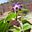 Hospedaje Floresur Tacna