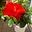 marcanher19