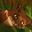 alice_de_angr