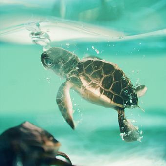 Tortuga 