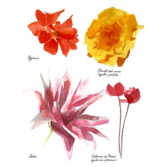 Watercolour herbalist - Herbolario en acuarela