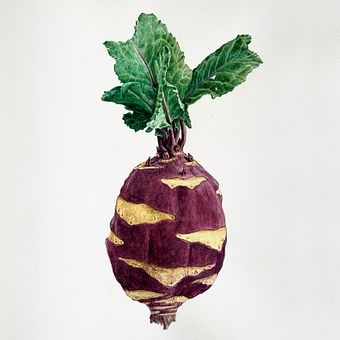 Botanical watercolor of a kohlrabi. Ilustração botânica, e Pintura em aquarela projeto de Duboscq Frédérique - 10.06.2025