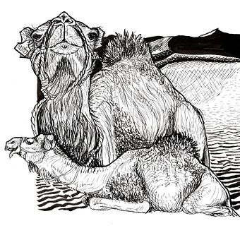 Dromadaires à l'encre. Desenho, Ilustração com tinta, Ilustração naturalista, e Esboçado projeto de p_m_guinchard - 15.11.2025