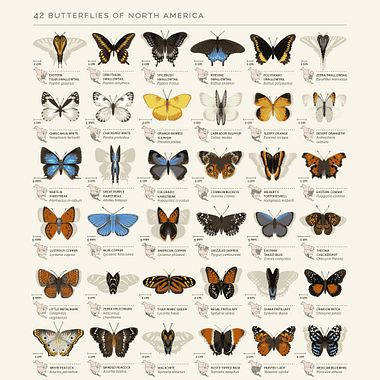 Infografía científica de la mano de Eleanor Lutz