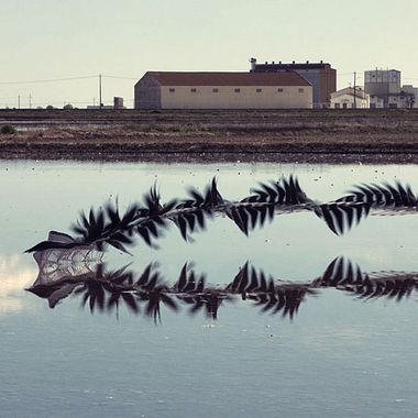 'Ornitografías': un estudio fotográfico poético-científico