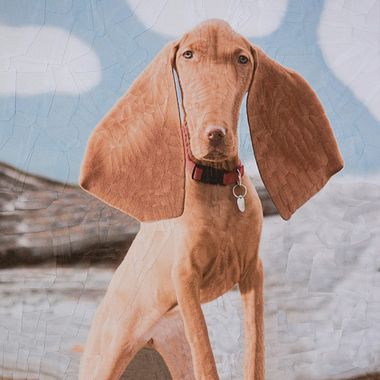 Lola Dupré se lanza al collage animal